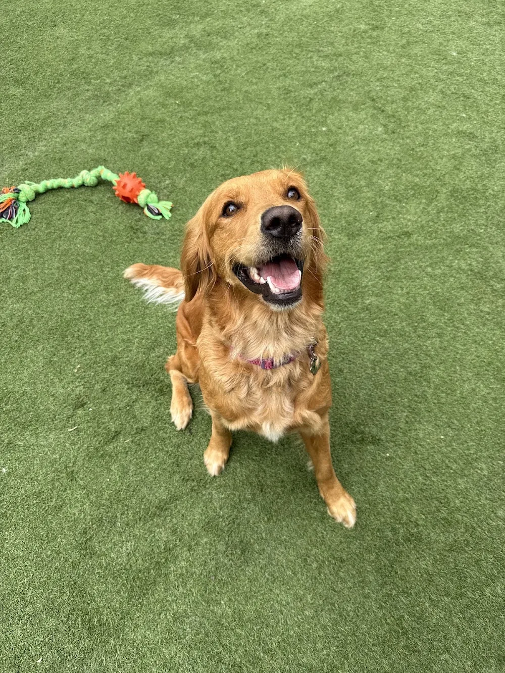 Pet ProTection (Pet ProTec) Boarding & Daycare - Abbots Langley pet otel görseli 3