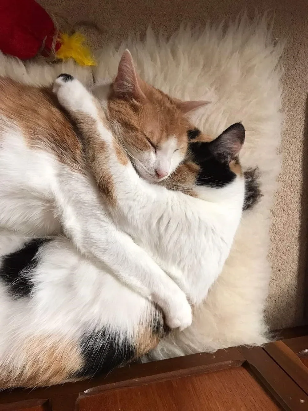Purrfect Pets Hotel - Abbots Langley pet otel görseli 2