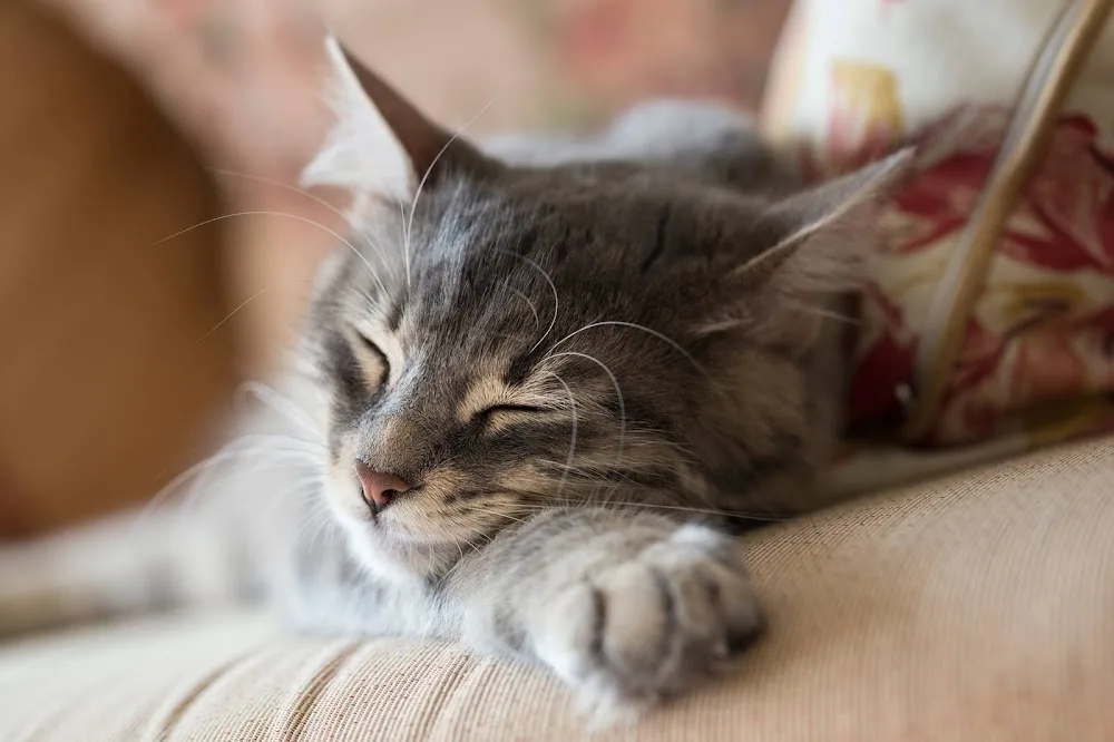 Village Vet Cattery - Abbots Langley pet otel görseli 2