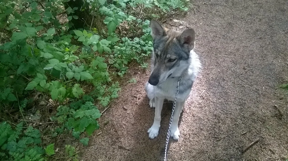 Alan's Dog Boarding & Daycare - Aberdeen pet otel