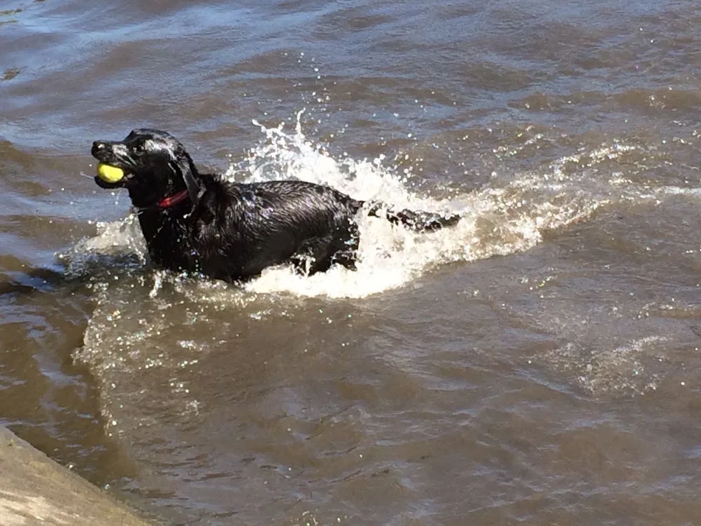 Alan's Dog Boarding & Daycare - Aberdeen pet otel görseli 3