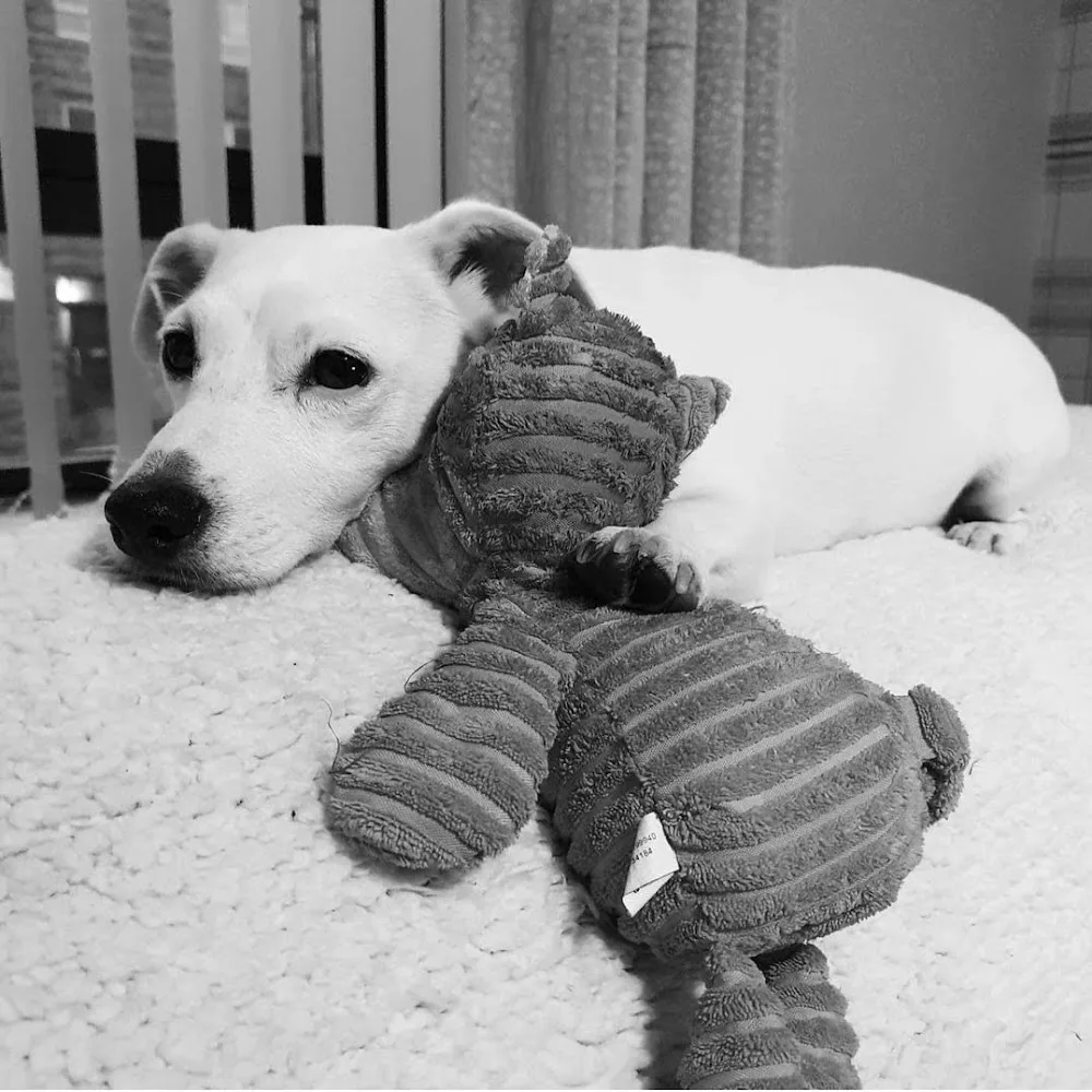 Alan's Dog Boarding & Daycare - Aberdeen pet otel görseli 5