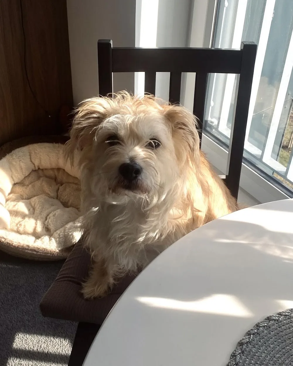 FluffyFriend Pet Sitting/Pet Sitter - Aberdeen pet otel