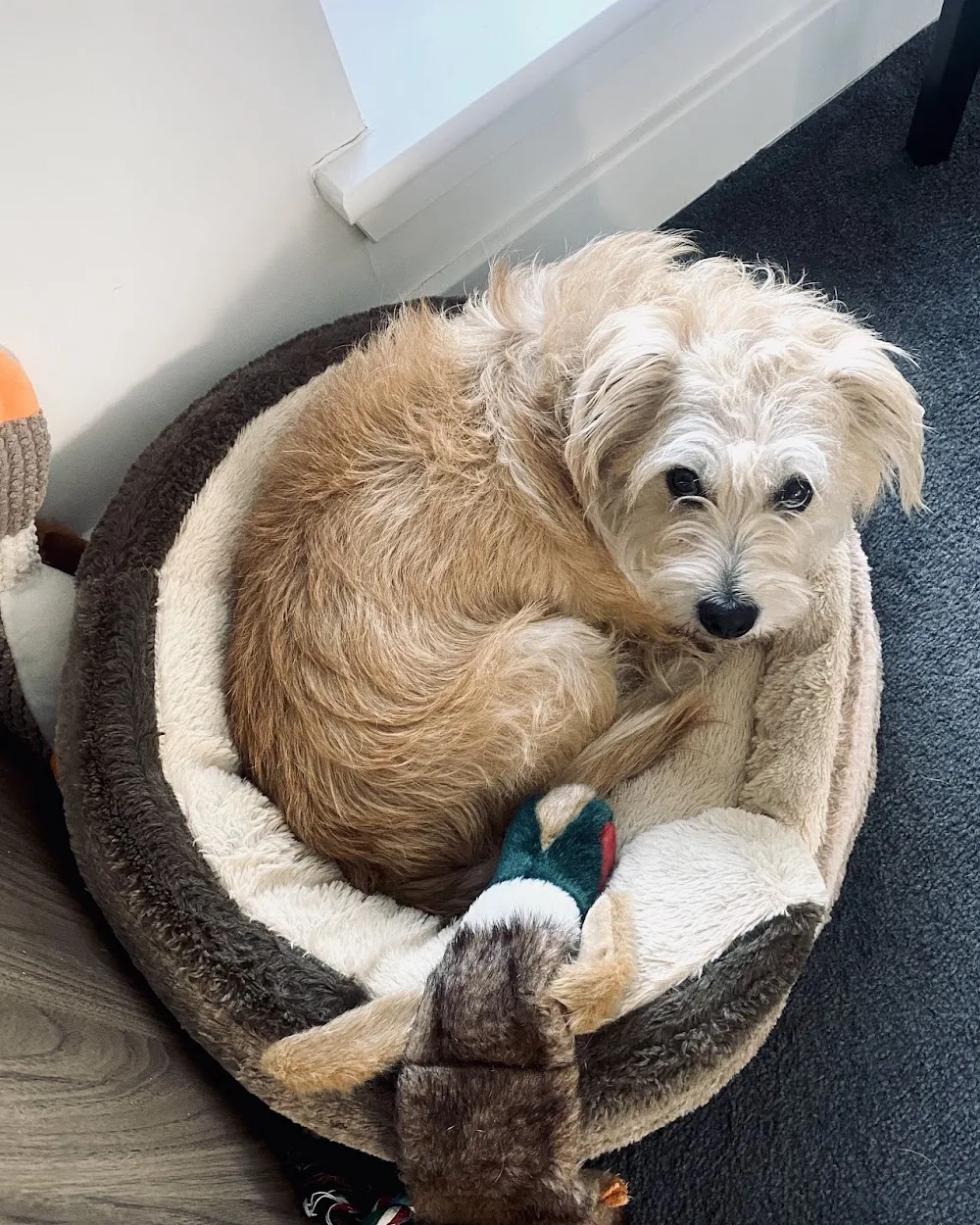 FluffyFriend Pet Sitting/Pet Sitter - Aberdeen pet otel görseli 3