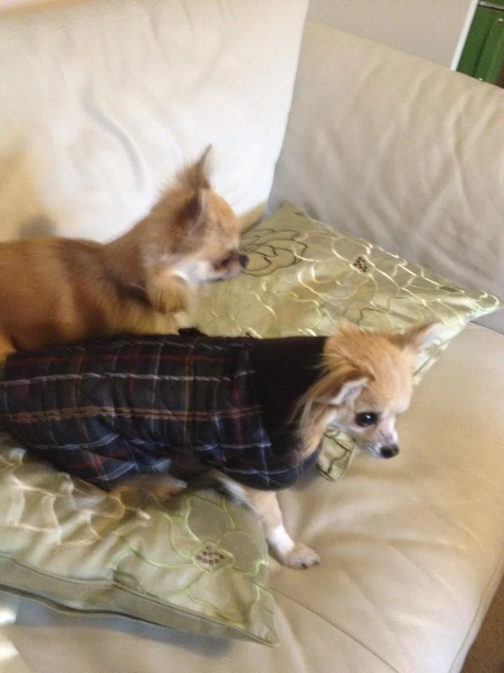 Lucky Pawz Dog Walking & Dog Boarding - Aberdeen pet otel
