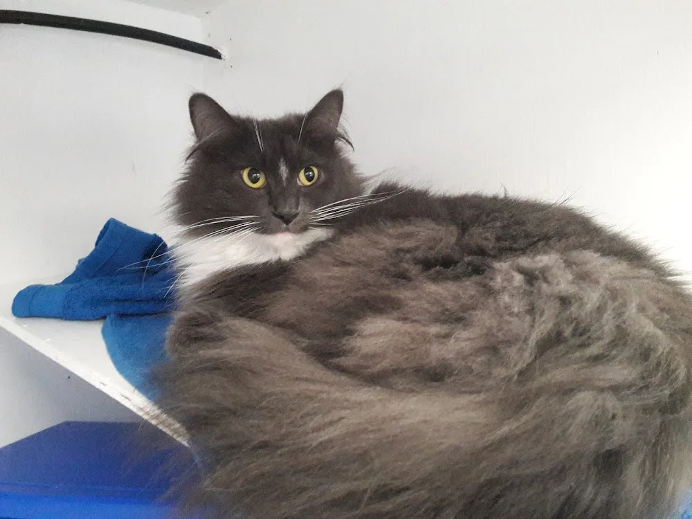 AA Cattery - Aberdeenshire pet otel görseli 3