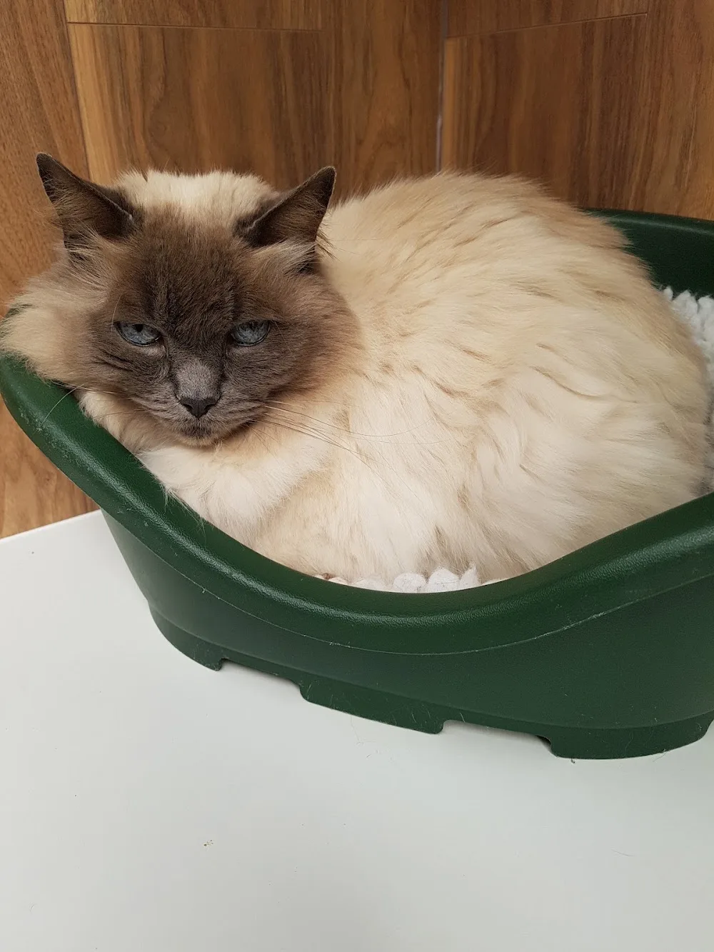 Alcudia Cattery - Aberdeenshire pet otel