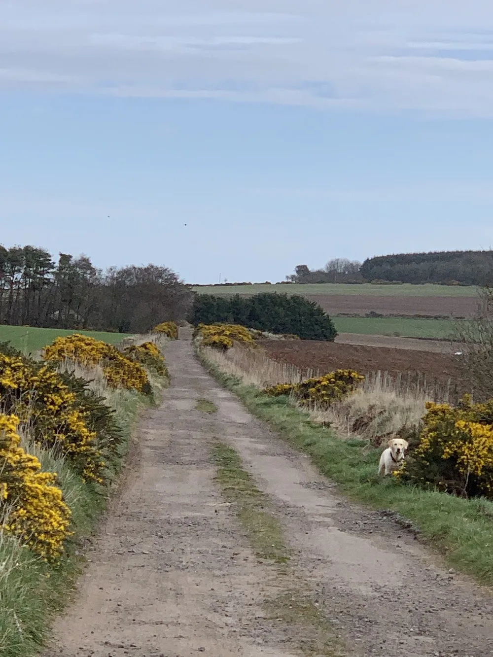 Bridgend Kennels - Aberdeenshire pet otel
