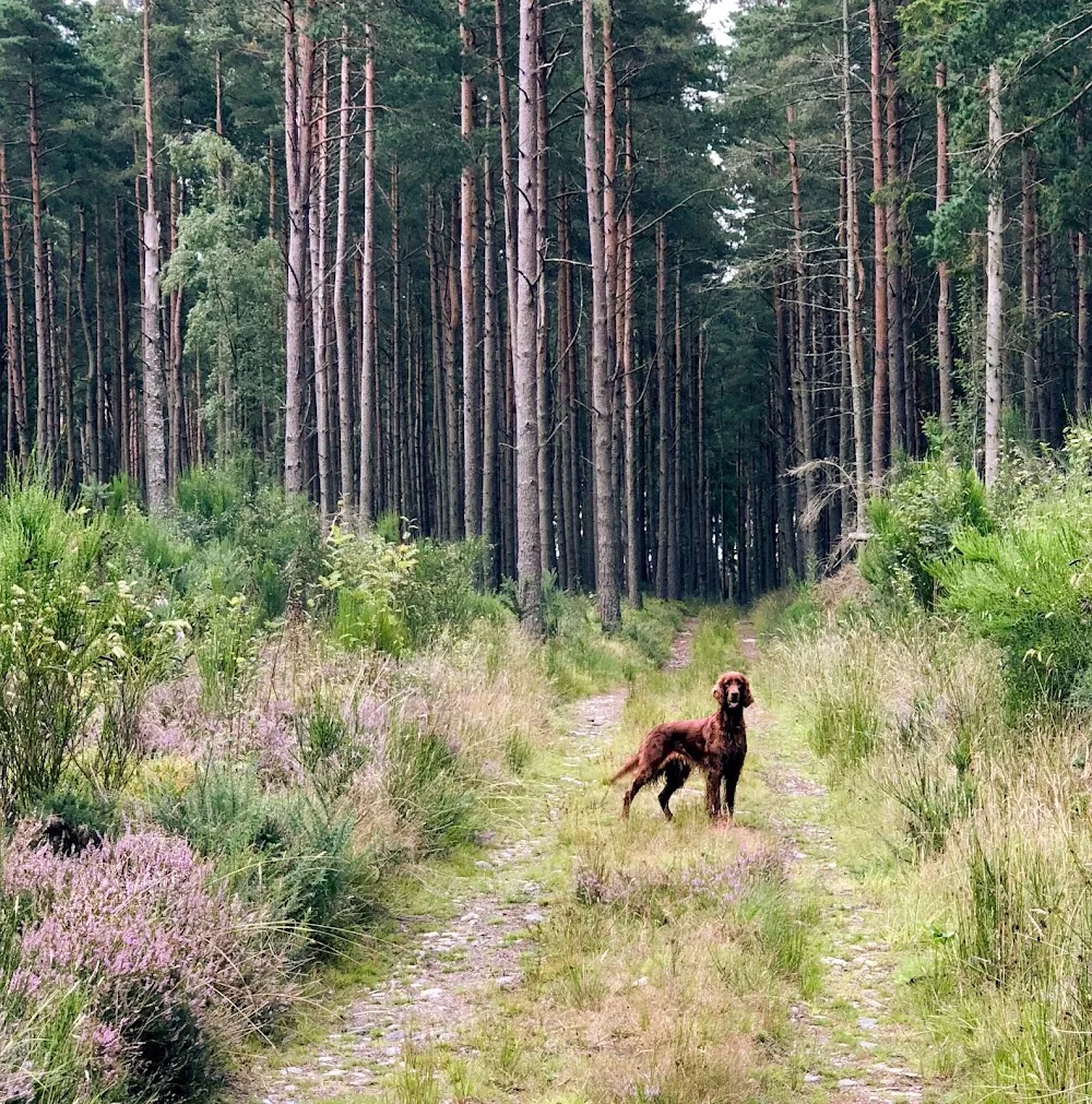 Bush Kennels Ltd - Aberdeenshire pet otel