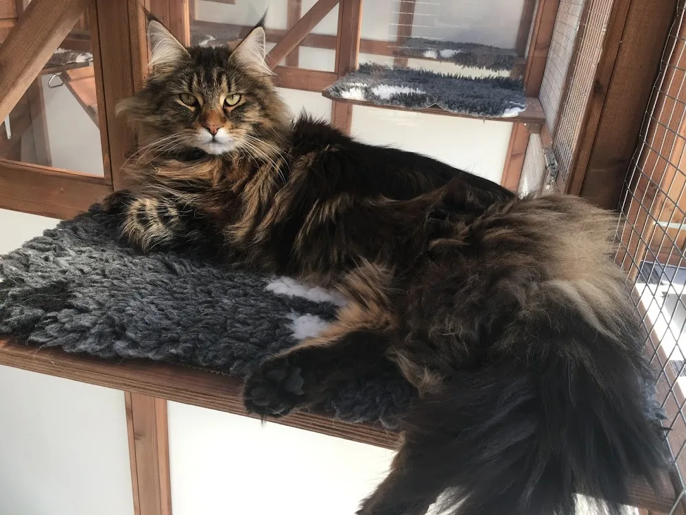 Catz Cattery - Aberdeenshire pet otel görseli 3