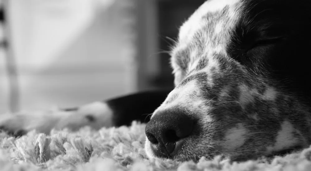 Coalford Canine Retreat - Aberdeenshire pet otel görseli 2