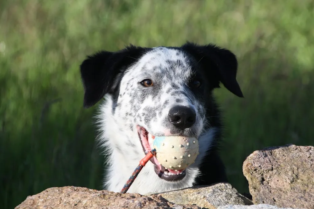 Coalford Canine Retreat - Aberdeenshire pet otel görseli 3