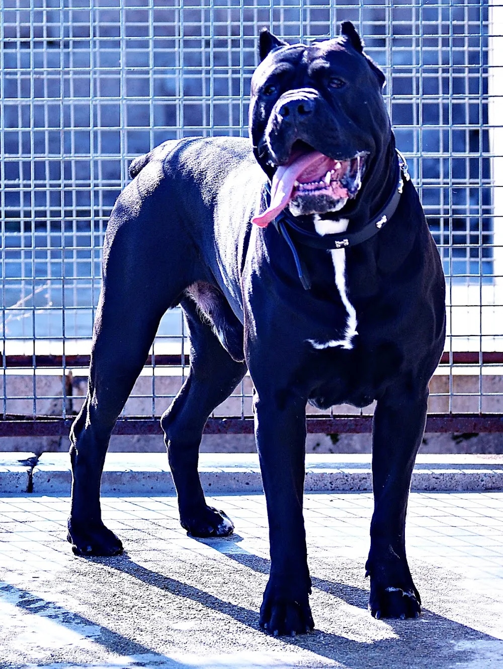 Craigdam Kennels boarding for your dogs with 20 kennels. - Aberdeenshire pet otel görseli 3