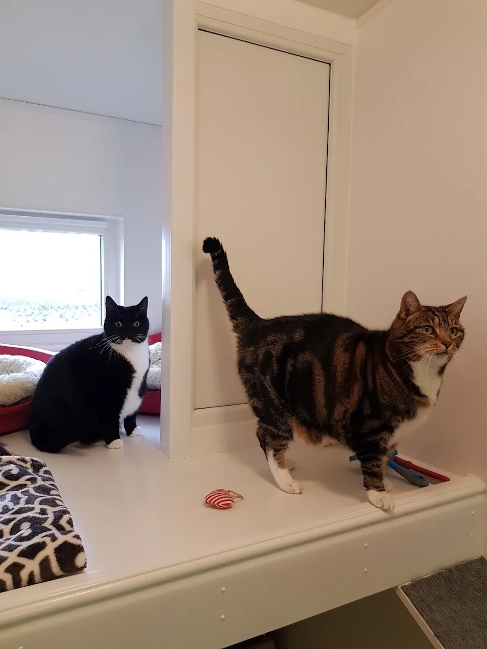 Frogmore Cattery - Aberdeenshire pet otel