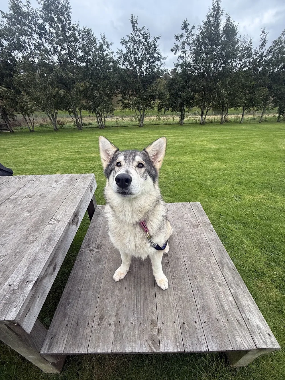 Gordon Country Kennels - Aberdeenshire pet otel
