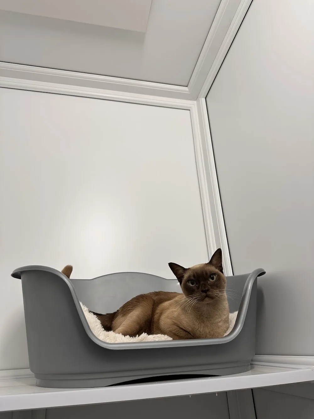 Happy Cats Cattery - Aberdeenshire pet otel görseli 2