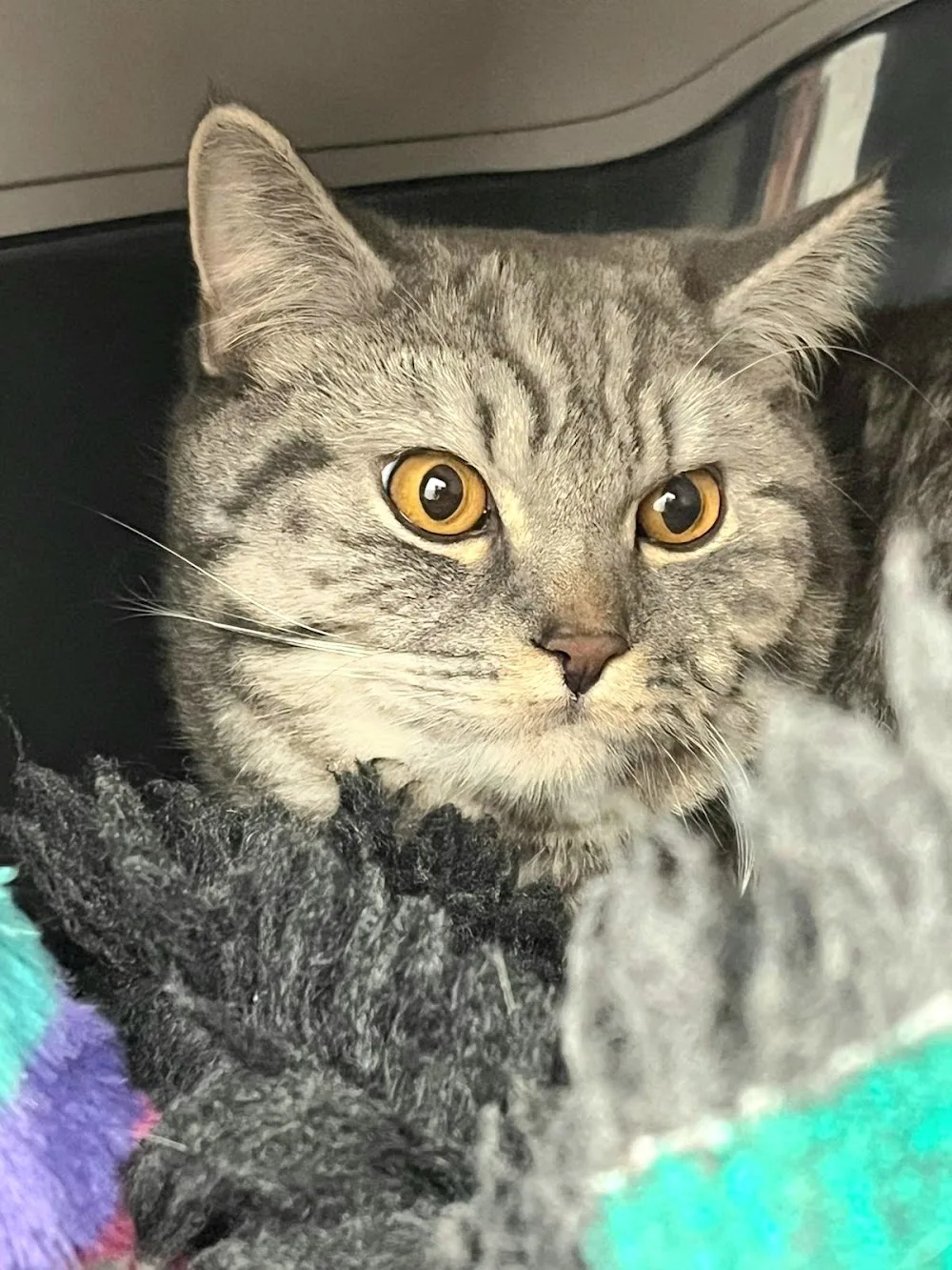 Happy Cats Cattery - Aberdeenshire pet otel görseli 3