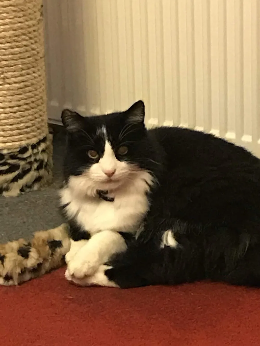 Lairshill Boarding Cattery - Aberdeenshire pet otel