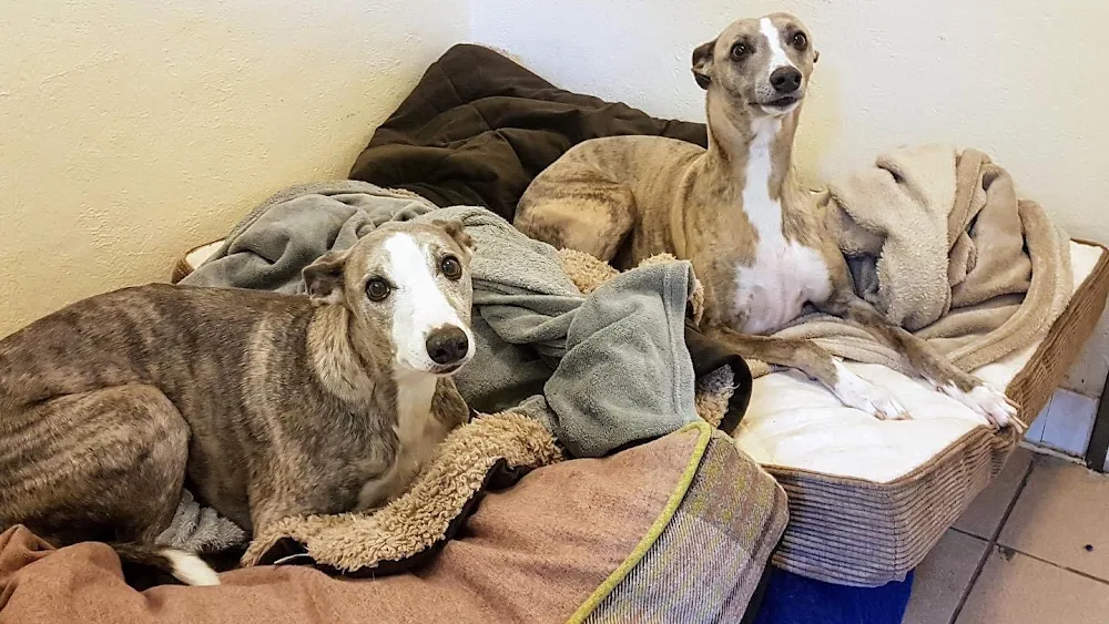 Lumphanan Pet Hotel - Aberdeenshire pet otel görseli 2