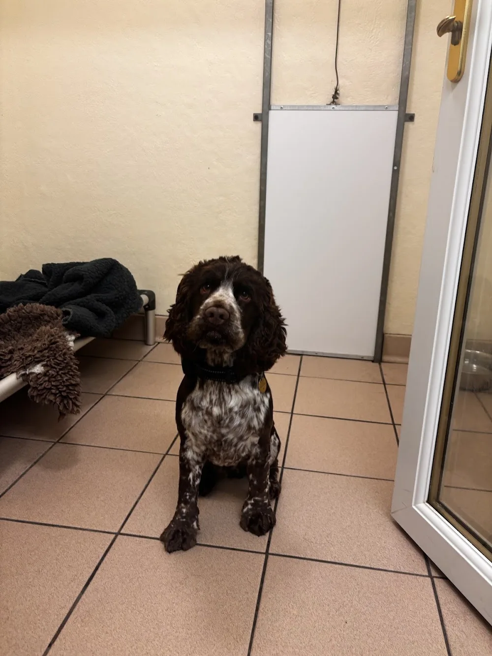Lumphanan Pet Hotel - Aberdeenshire pet otel görseli 3