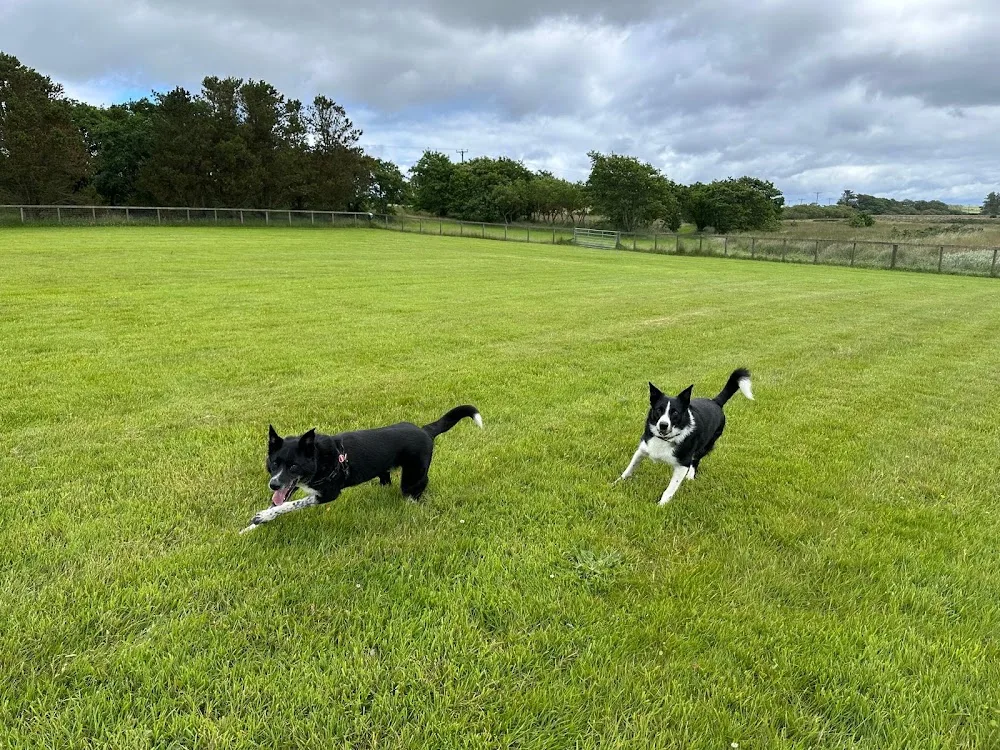 Moss Croft Country Kennels - Aberdeenshire pet otel görseli 3