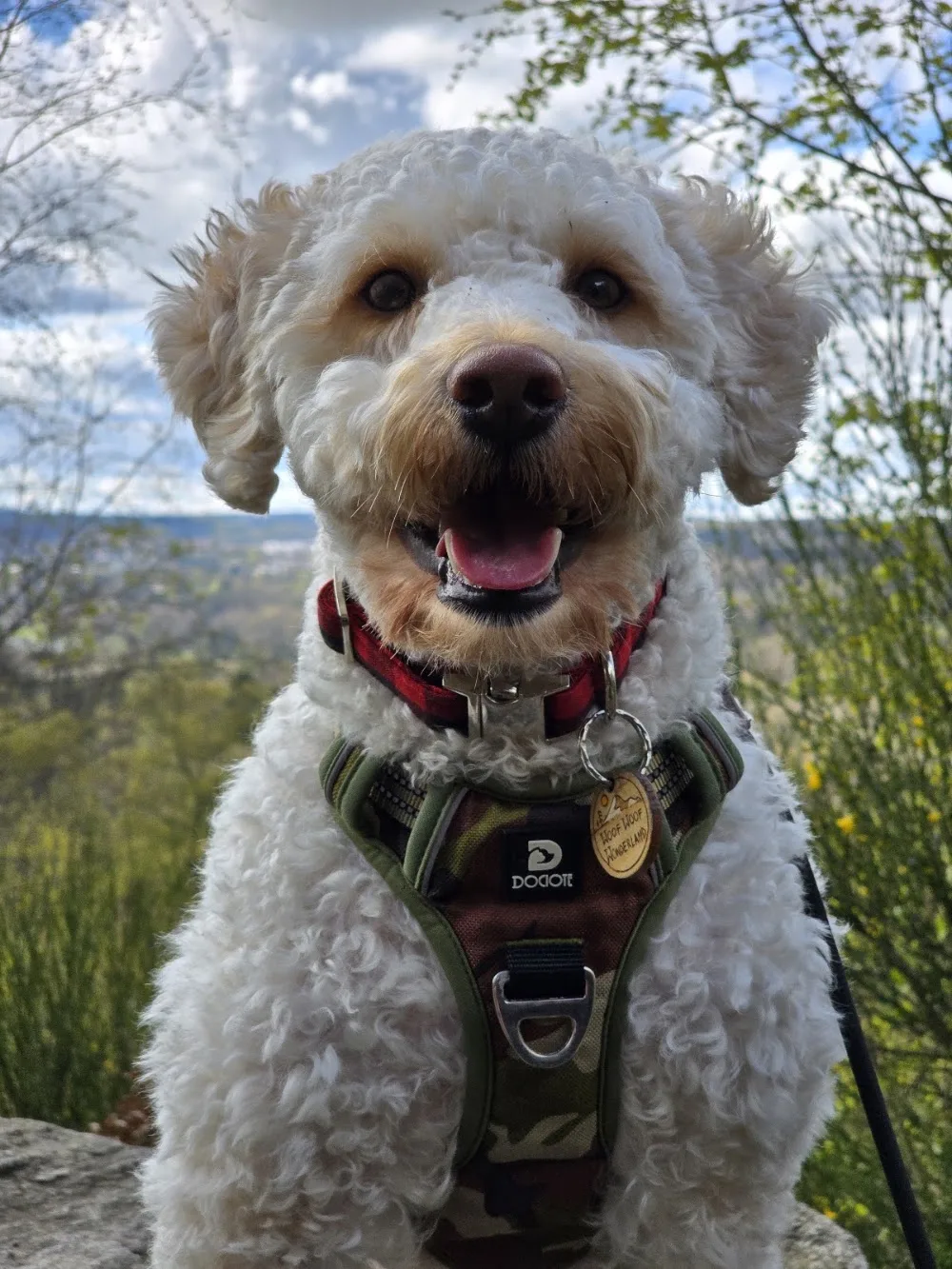 Woof Woof Wonderland - Aberdeenshire pet otel görseli 3