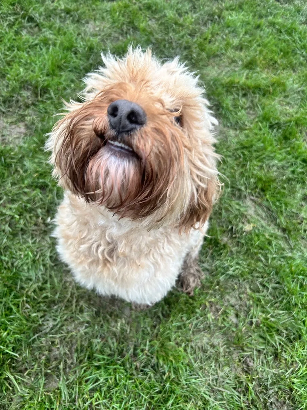 Yonderton Kennels - Aberdeenshire pet otel görseli 2