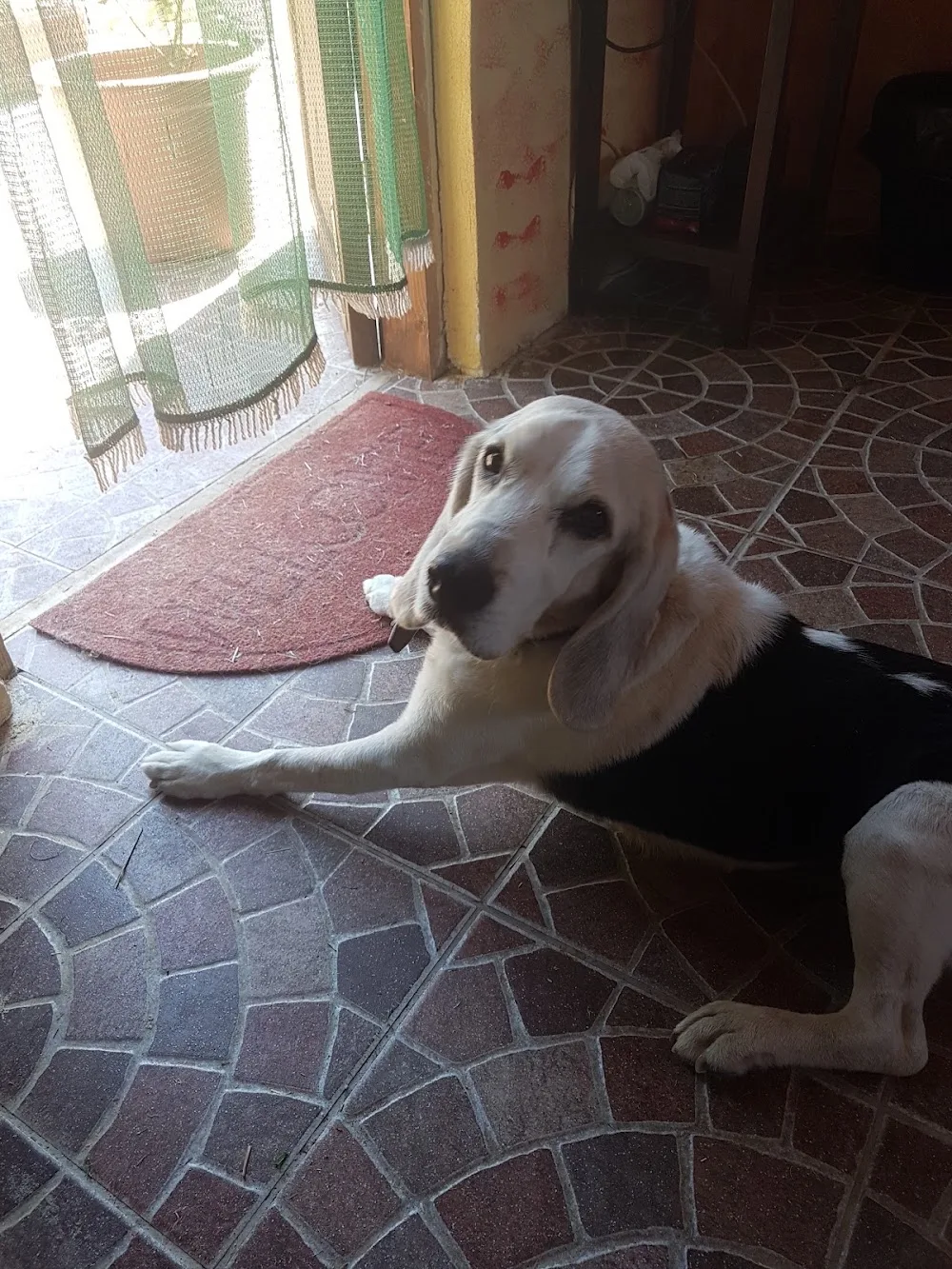 Dogs Hotel - Abruzzo pet otel görseli 3