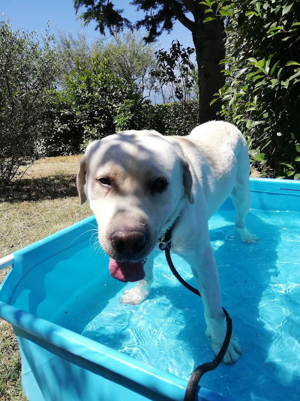 Il Salice Pensione per cani - Abruzzo pet otel