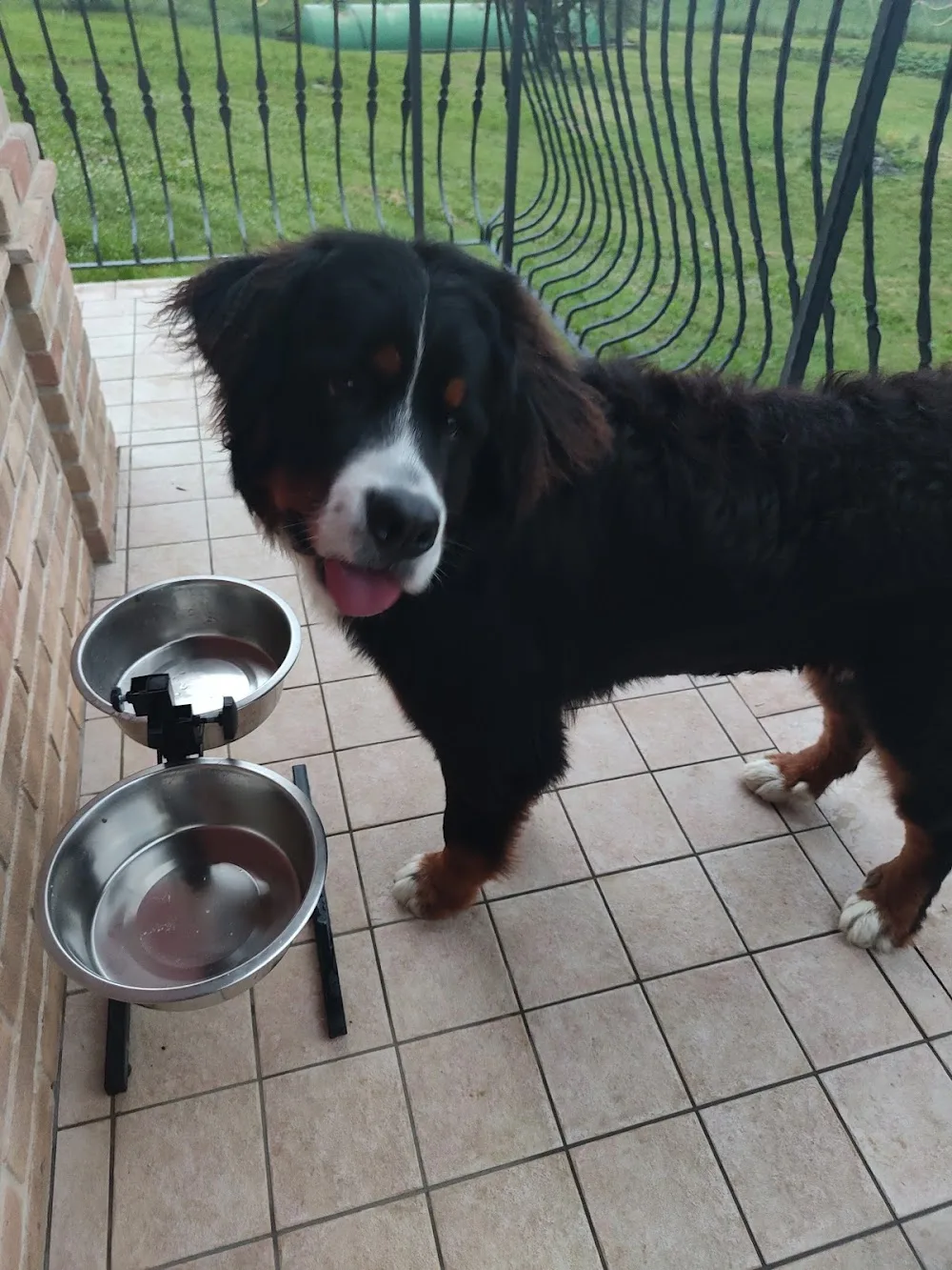 La Cuccia di Pluto - Pensione per cani Pluto - Abruzzo pet otel