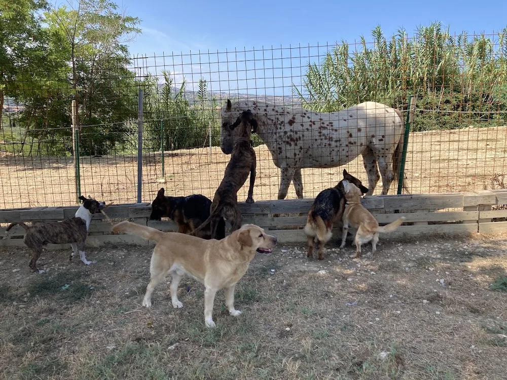 Pensione per animali Trozzi Francesco - Abruzzo pet otel görseli 3