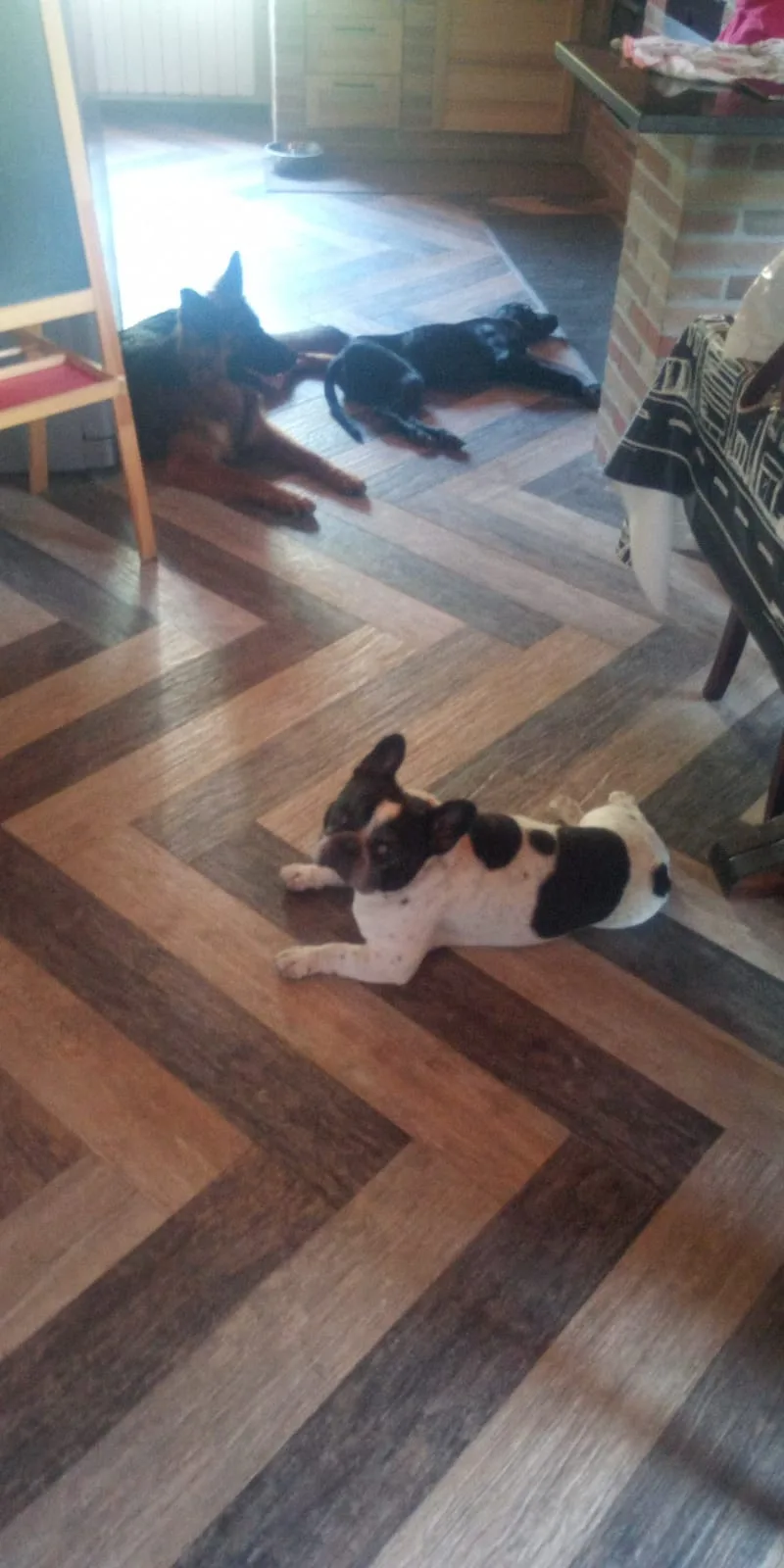 Pensione per cani Delle Monache - Abruzzo pet otel