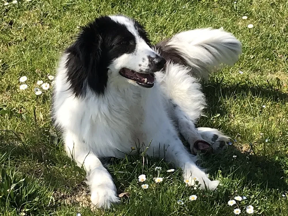 Pensione per Cani e Gatti Casa Golia - Abruzzo pet otel görseli 3