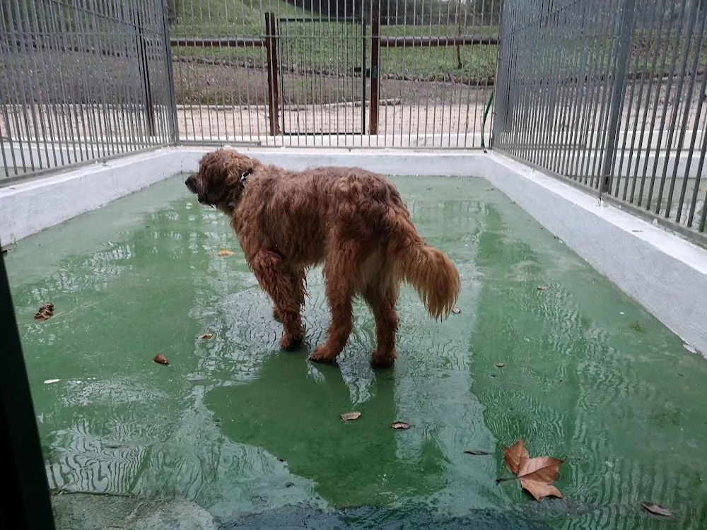 Valverde - Hotel para animais - Açores pet otel