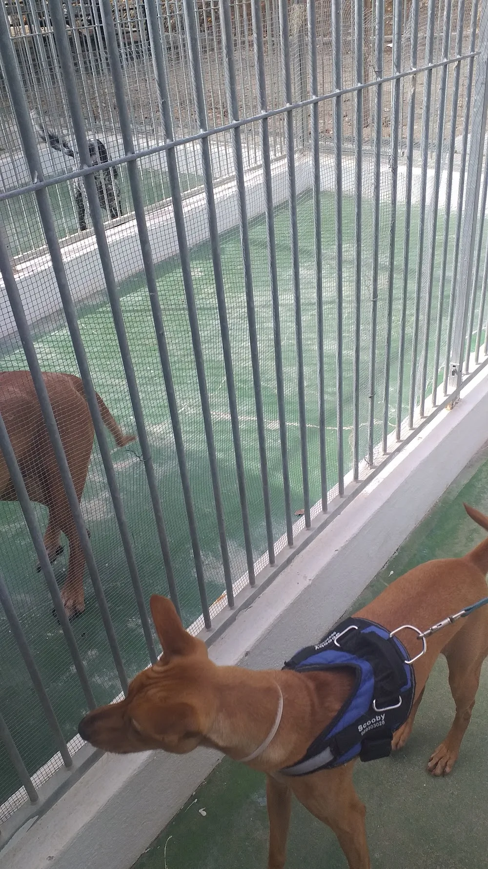 Valverde - Hotel para animais - Açores pet otel görseli 3