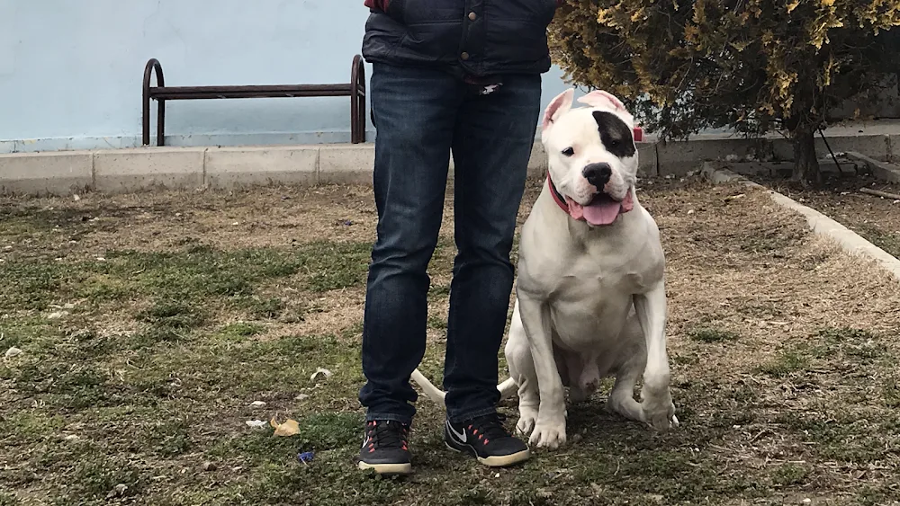 Active Kennel Köpek Eğitim Psikoloji Merkezi-Suit Odalı Pet Otel - Ankara pet otel