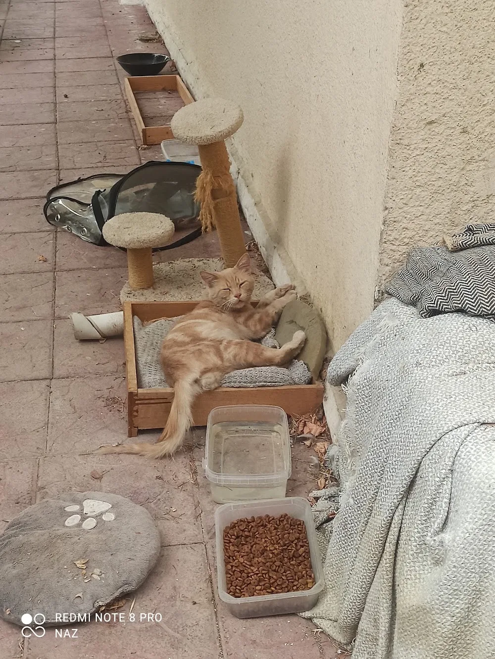 ADPAK kedi bahçesi (kedi konukevi ) - Ankara pet otel