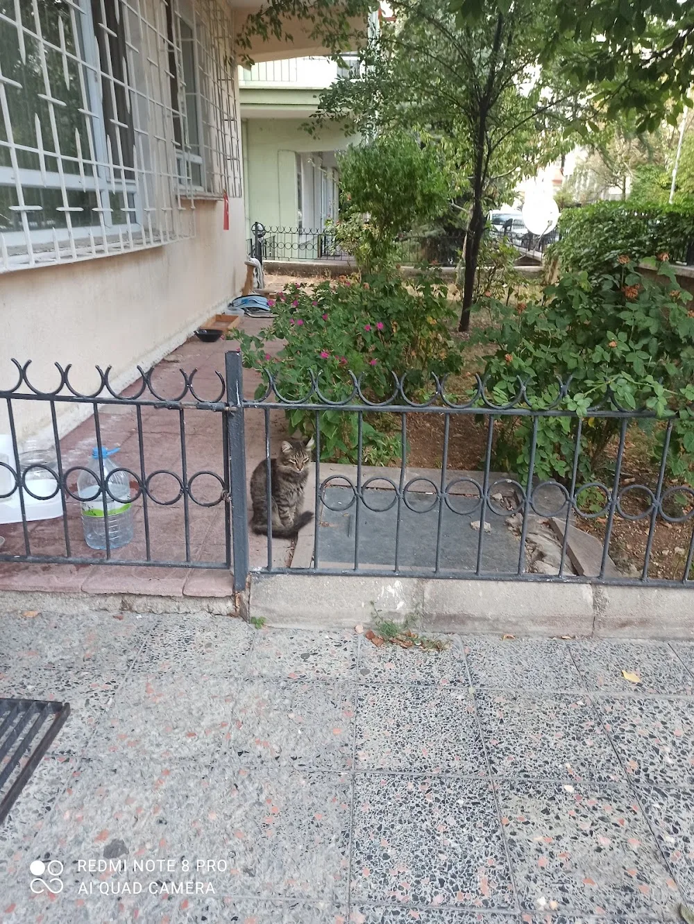 ADPAK kedi bahçesi (kedi konukevi ) - Ankara pet otel görseli 3