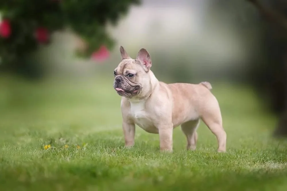 kennel GENESIS STARS - Adygea pet otel
