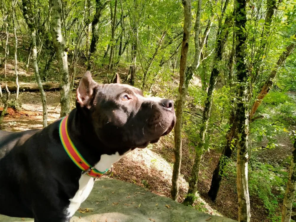 kennel GENESIS STARS - Adygea pet otel görseli 3