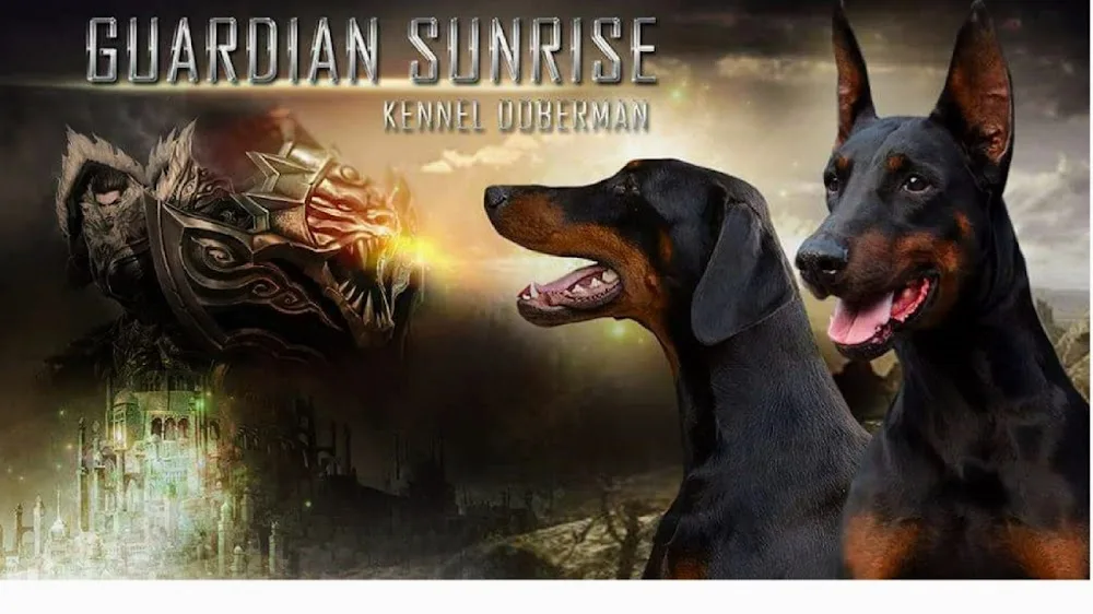 Питомник Доберман цвергпинчер Guardian Sunrise kennel - Adygea pet otel