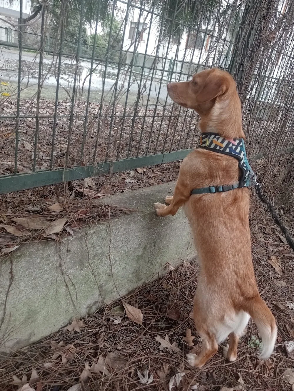 Afyon Köpek Evi | Köpek Oteli | Köpek Pansiyonu | Pet Otel | Köpek Eğitim - Afyon pet otel görseli 4