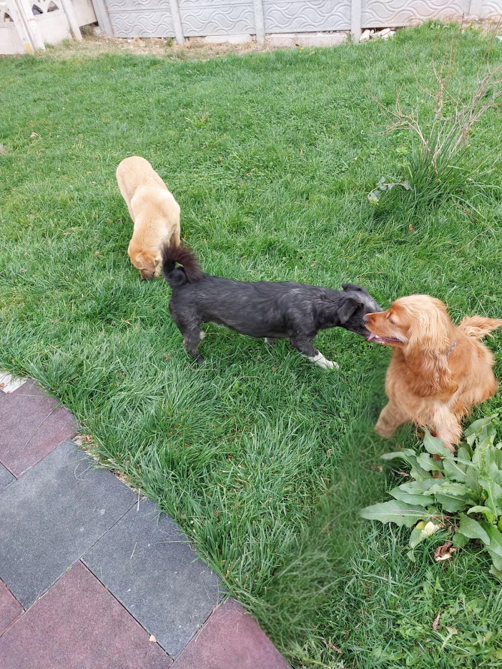 Afyon Köpek Evi | Köpek Oteli | Köpek Pansiyonu | Pet Otel | Köpek Eğitim - Afyon pet otel görseli 5