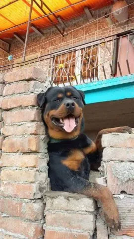 VON LASYU KENNEL / AFYON ROTTWEİLER - Afyonkarahisar pet otel görseli 3