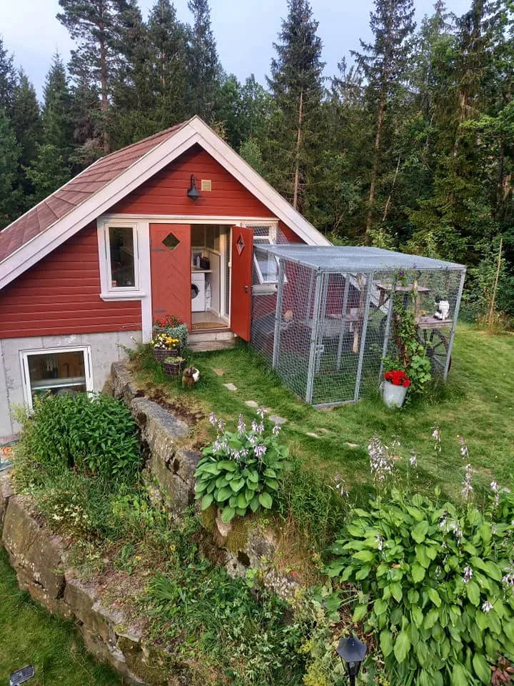 Agder Cattery - Agder pet otel görseli 2