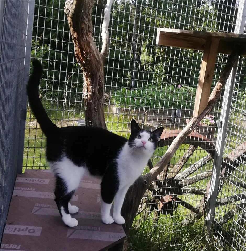Agder Cattery - Agder pet otel görseli 3