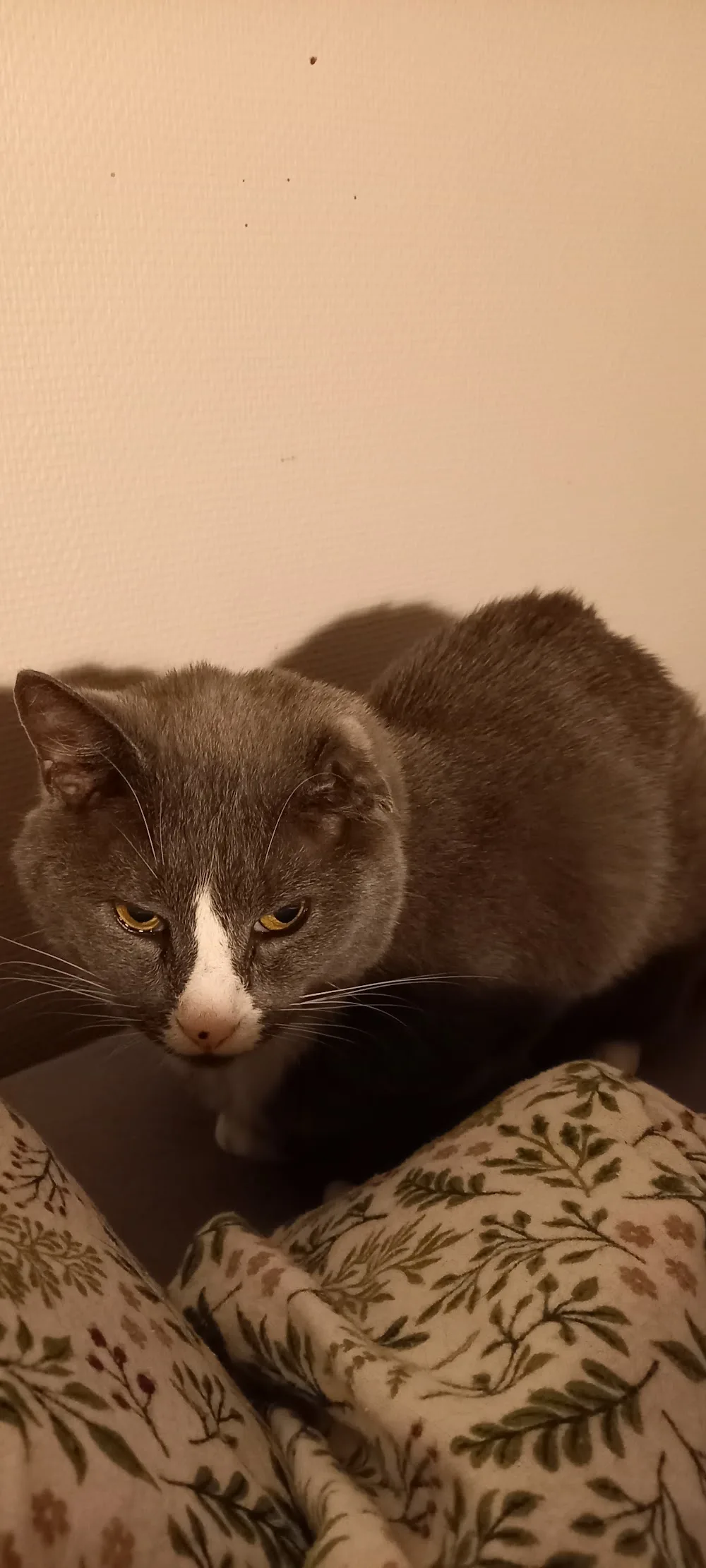 Fevik Kattepensjonat - Agder pet otel görseli 3
