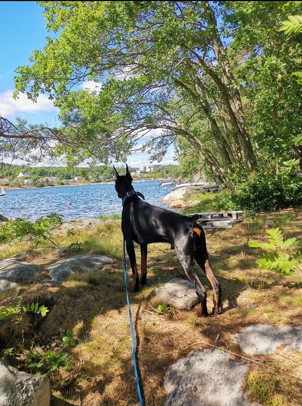 Flakkefossen Kennel og Hundepensjonat - Agder pet otel görseli 3