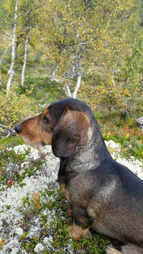 Froland Hundepensjonat - Agder pet otel