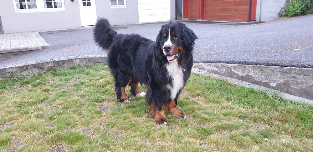 Froland Hundepensjonat - Agder pet otel görseli 3